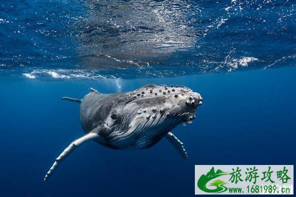 2022大溪地群岛观鲸最佳季节 大溪地群岛座头鲸介绍 2022大溪地群岛观鲸最佳季节 大溪地群岛座头鲸介绍