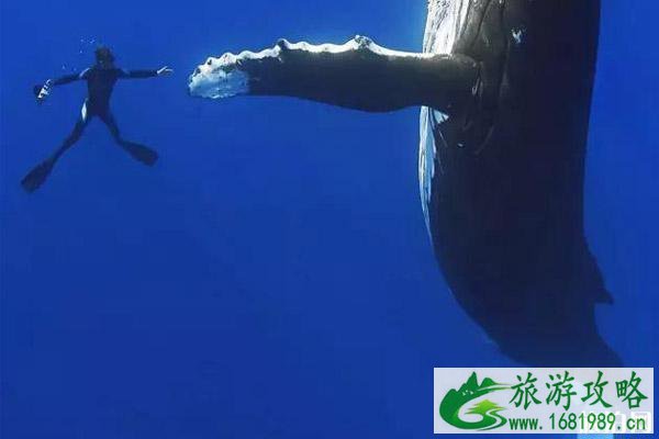 2022大溪地群岛观鲸最佳季节 大溪地群岛座头鲸介绍 2022大溪地群岛观鲸最佳季节 大溪地群岛座头鲸介绍