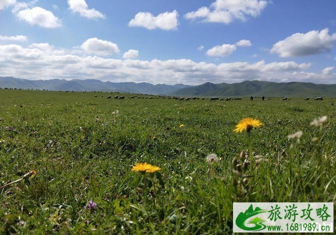 甘南桑科草原旅游攻略 甘南桑科草原旅游攻略