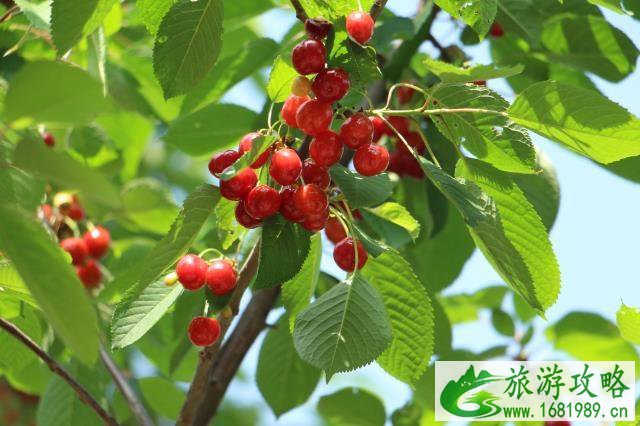 北京神堂峪一日游攻略 北京神堂峪一日游攻略