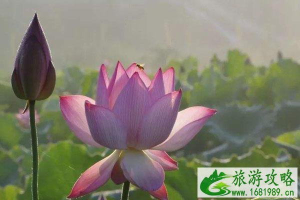 潼南香水百荷田园景点怎么去  游玩的景点有哪些