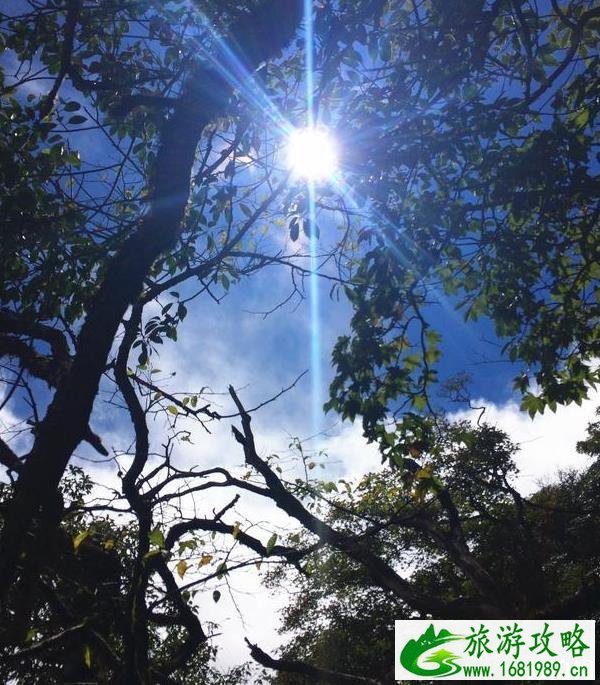 梵净山游记800字 梵净山旅游游记作文 梵净山游记800字 梵净山旅游游记作文