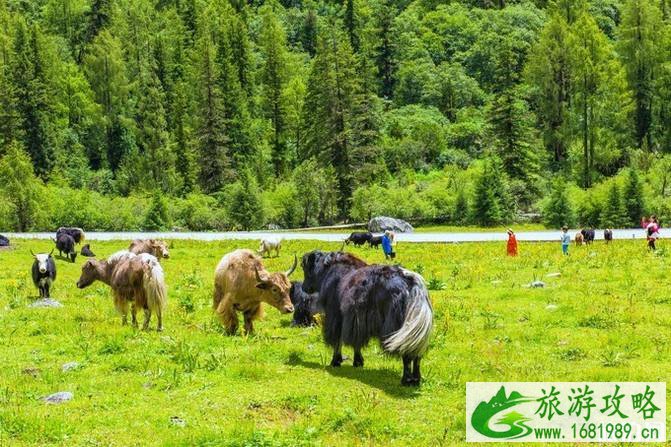 四姑娘山旅游攻略2022 四姑娘山旅游攻略2022