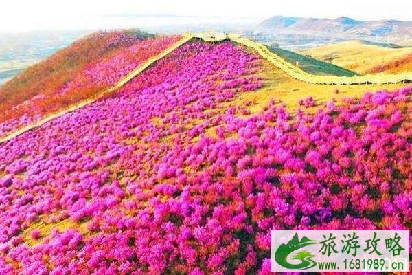 呼伦贝尔哪里适合赏花