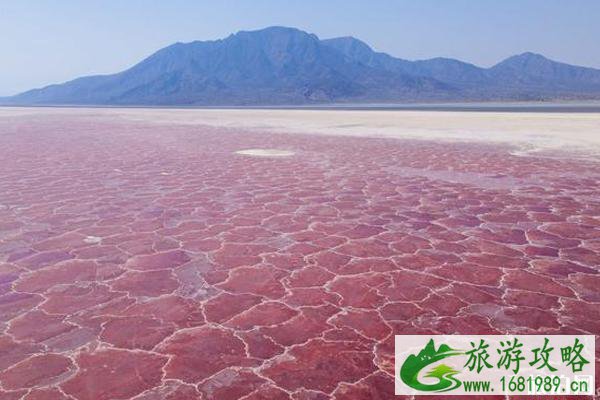 墨西哥粉红湖形成原因 墨西哥粉红湖攻略