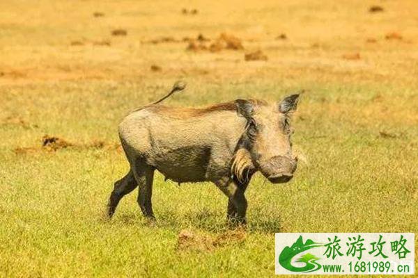 南非旅游景点介绍 南非旅游景点介绍