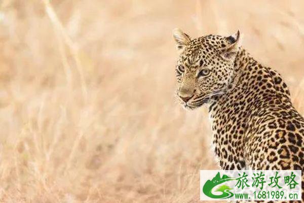 南非旅游景点介绍 南非旅游景点介绍