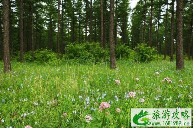 塞罕坝御道口自驾游旅游攻略 塞罕坝御道口自驾游旅游攻略