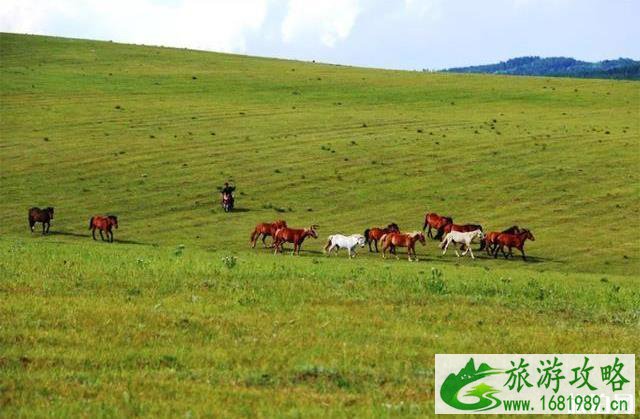 塞罕坝御道口自驾游旅游攻略 塞罕坝御道口自驾游旅游攻略