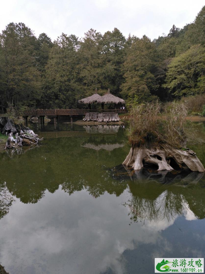 嘉义阿里山公园有什么好玩的 嘉义阿里山公园有什么好玩的
