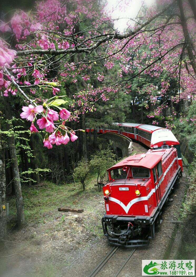 嘉义阿里山公园有什么好玩的 嘉义阿里山公园有什么好玩的