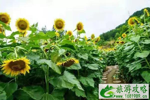 英山四季花海旅游攻略