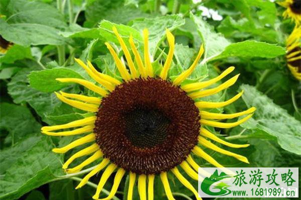 密云雾灵西峰彩葵园向日葵什么时候花开