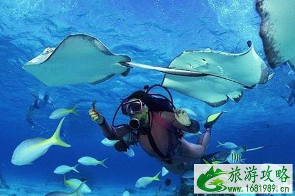 芽庄潜水证价格 芽庄潜水证怎么考 芽庄潜水证价格 芽庄潜水证怎么考