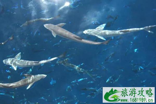 免签海岛游推荐