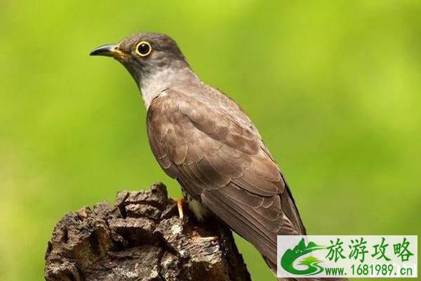 北京适合观鸟的地方推荐
