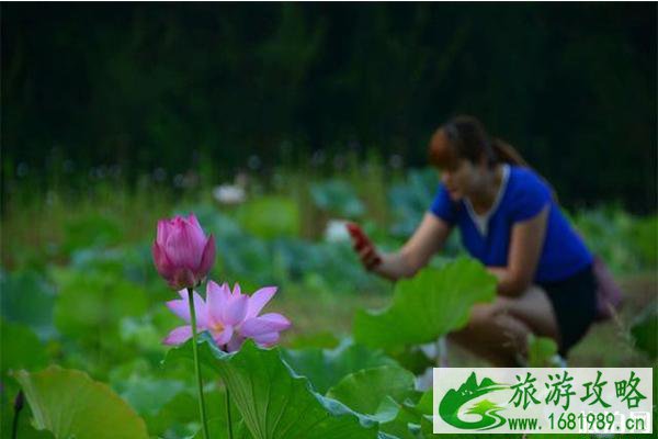 2022巴中恩阳第五届荷花旅游文化节 时间+活动内容