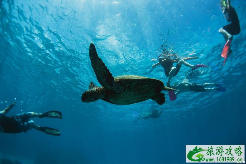 大堡礁伊利特夫人岛游玩攻略 大堡礁伊利特夫人岛游玩攻略