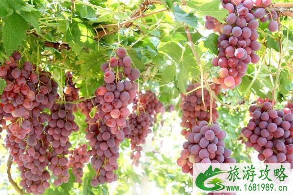 2022西昌西乡乡葡萄采摘节活动攻略 2022西昌西乡乡葡萄采摘节活动攻略