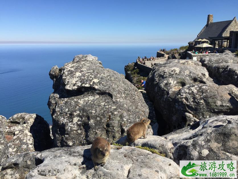 为什么要去南非旅游 南非野生动物去哪里看 为什么要去南非旅游 南非野生动物去哪里看