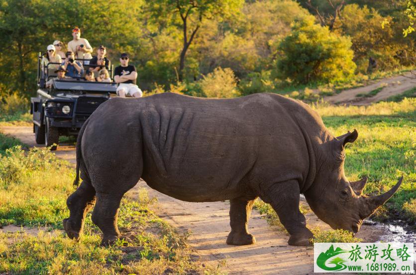 为什么要去南非旅游 南非野生动物去哪里看 为什么要去南非旅游 南非野生动物去哪里看