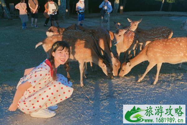 若草山开放时间 若草山在哪里 若草山开放时间 若草山在哪里