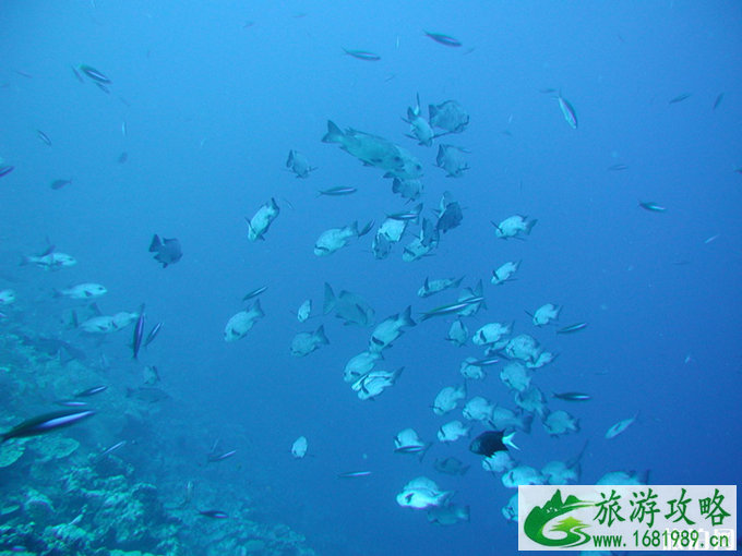 冲绳特色玩法 冲绳美食攻略 冲绳特色玩法 冲绳美食攻略