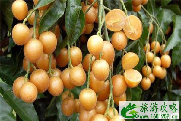 南宁花雨湖水果采摘攻略 地点+费用 南宁花雨湖水果采摘攻略 地点+费用