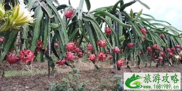 南宁花雨湖水果采摘攻略 地点+费用 南宁花雨湖水果采摘攻略 地点+费用