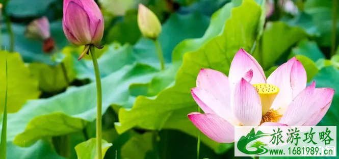 7月大唐芙蓉园优惠活动延期 2022大唐芙蓉园表演时间表 7月大唐芙蓉园优惠活动延期 2022大唐芙蓉园表演时间表