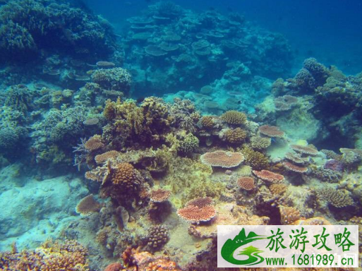 西沙群岛游轮怎么预约 西沙群岛旅游怎么报名 西沙群岛游轮怎么预约 西沙群岛旅游怎么报名