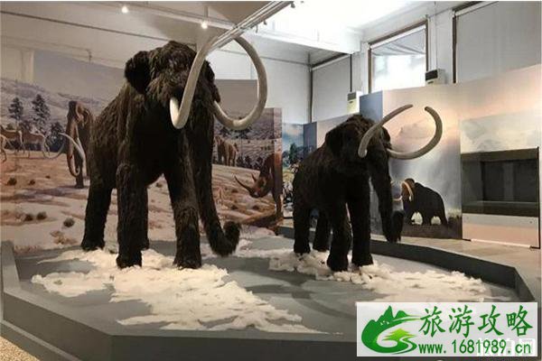 2022暑假河北博物馆冰河巨兽猛犸象展览介绍