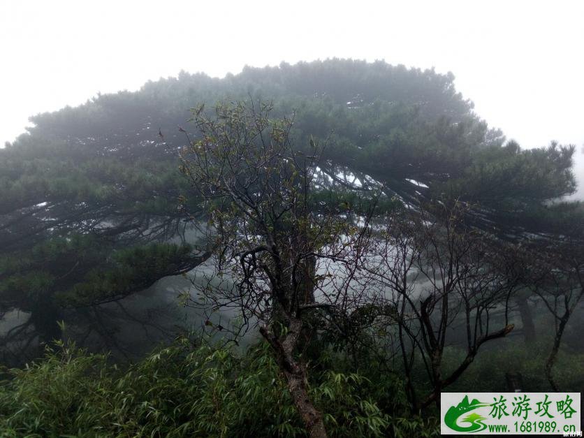 三清山最佳旅游时间 三清山有哪些美景 三清山最佳旅游时间 三清山有哪些美景