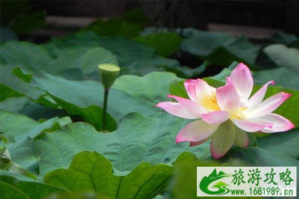 2022翠湖荷花节时间+地点+门票+交通+介绍