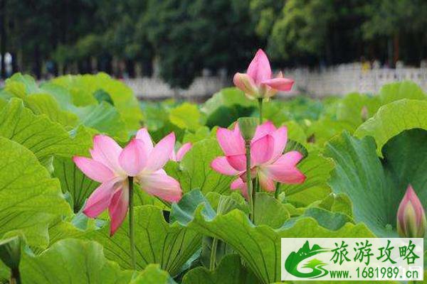 2022翠湖荷花节时间+地点+门票+交通+介绍