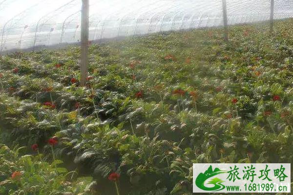 2022北京樱桃采摘园推荐-北京樱桃采摘在哪里 2022北京樱桃采摘园推荐-北京樱桃采摘在哪里