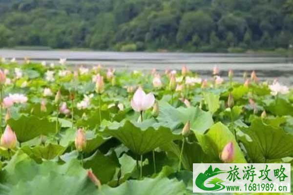 萧山哪里看荷花最好