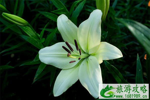 2022红叶谷景区第12届百合花花节观赏指南