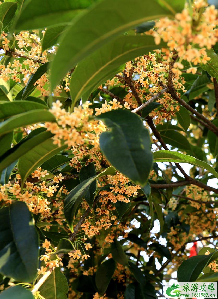 满觉陇桂花什么时候开