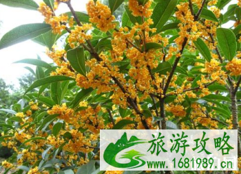 满觉陇桂花什么时候开