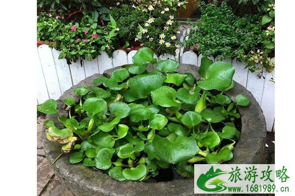 2022连云港水生花卉节7月6日开启 2022连云港水生花卉节7月6日开启