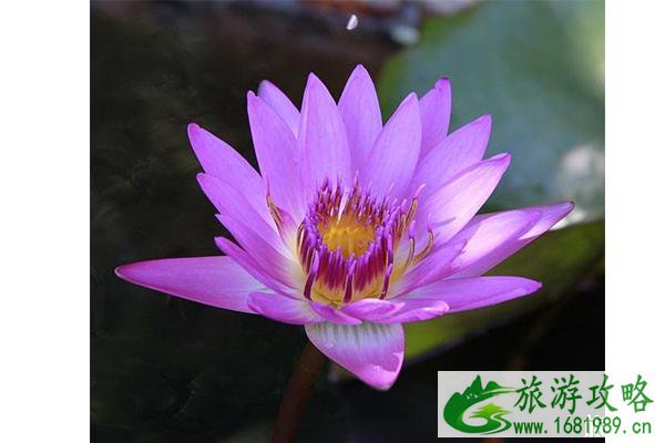 2022连云港水生花卉节7月6日开启 2022连云港水生花卉节7月6日开启