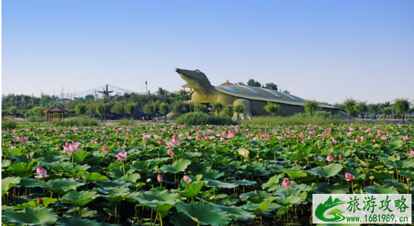 石家庄荷花开了吗 2022石家庄赏荷花的地方+票价+最佳观赏时间 石家庄荷花开了吗 2022石家庄赏荷花的地方+票价+最佳观赏时间