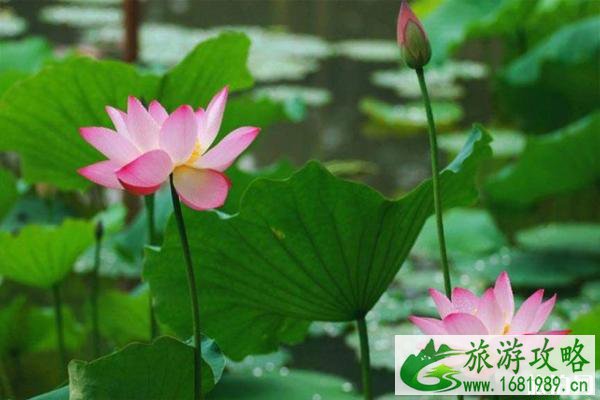 石家庄荷花开了吗 2022石家庄赏荷花的地方+票价+最佳观赏时间