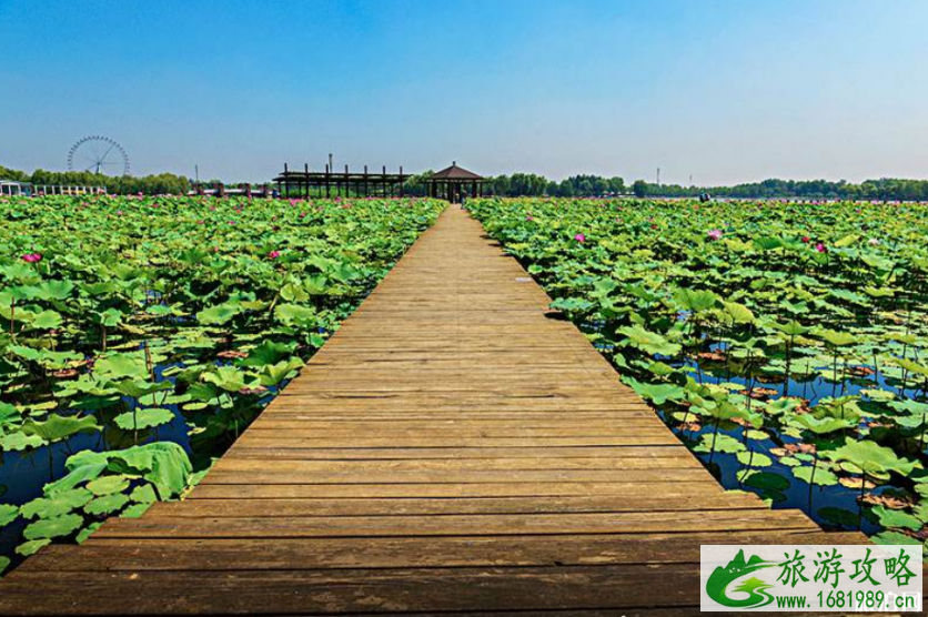 石家庄荷花开了吗 2022石家庄赏荷花的地方+票价+最佳观赏时间 石家庄荷花开了吗 2022石家庄赏荷花的地方+票价+最佳观赏时间