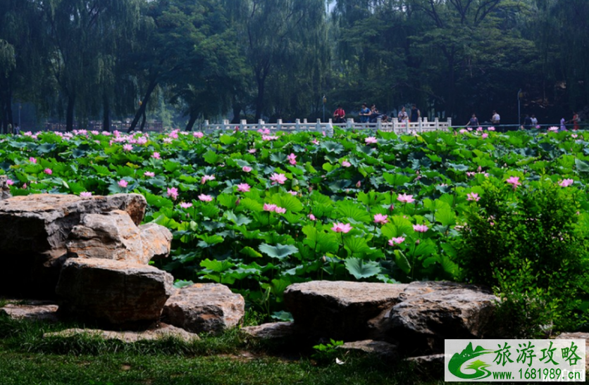 石家庄荷花开了吗 2022石家庄赏荷花的地方+票价+最佳观赏时间 石家庄荷花开了吗 2022石家庄赏荷花的地方+票价+最佳观赏时间