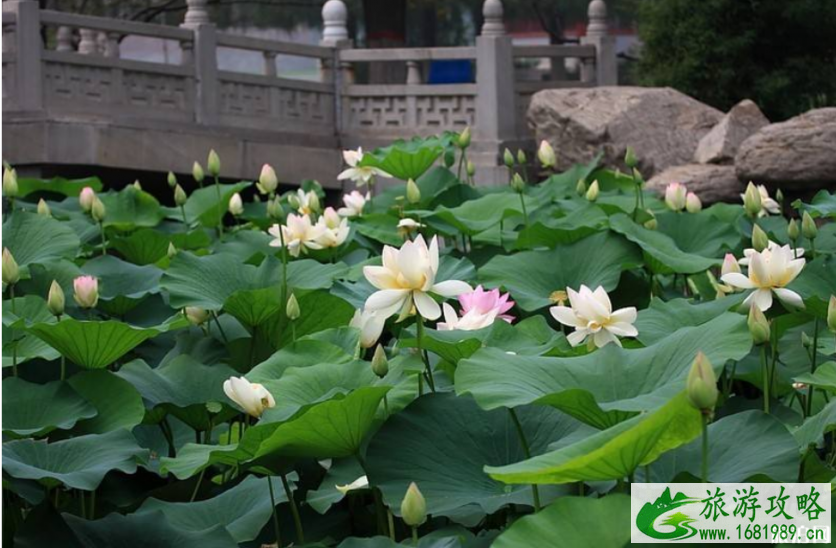 石家庄荷花开了吗 2022石家庄赏荷花的地方+票价+最佳观赏时间 石家庄荷花开了吗 2022石家庄赏荷花的地方+票价+最佳观赏时间