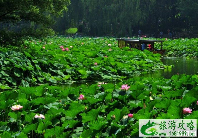2022北京荷花观赏地+花期+门票+交通