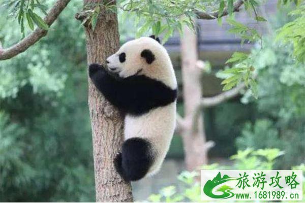 2022第十届秦岭大熊猫文化旅游节7月25日开启