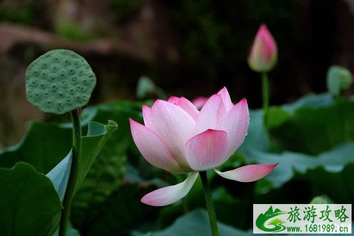 广州荷花什么时候开放 2022广州哪有荷花观赏+门票+交通 广州荷花什么时候开放 2022广州哪有荷花观赏+门票+交通
